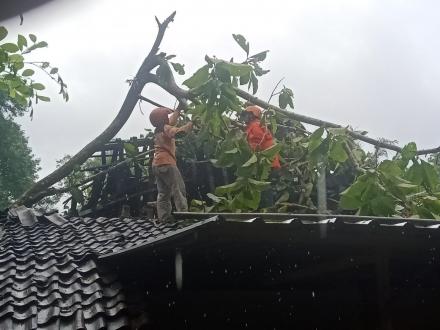 Relawan Segoroyoso Lakukan Rabas-rabas Pohon